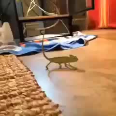 Хамелеон лагает