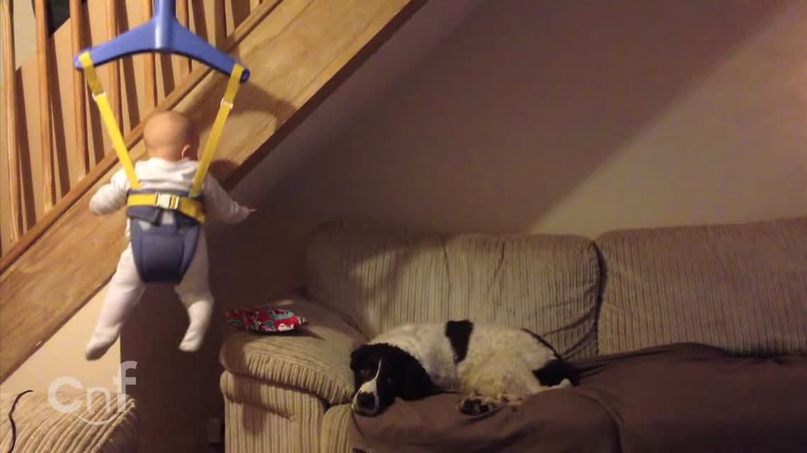 Mission Impossible Baby Steals From Dog