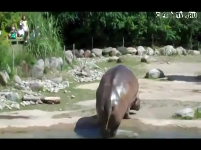 Бегемотик пукнул
