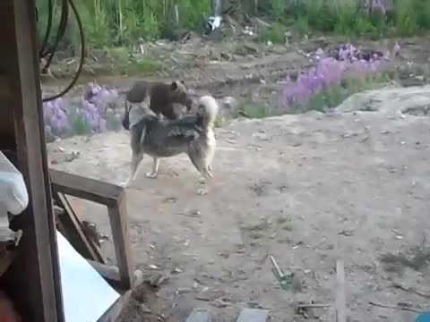 Медведь прямо за тобой