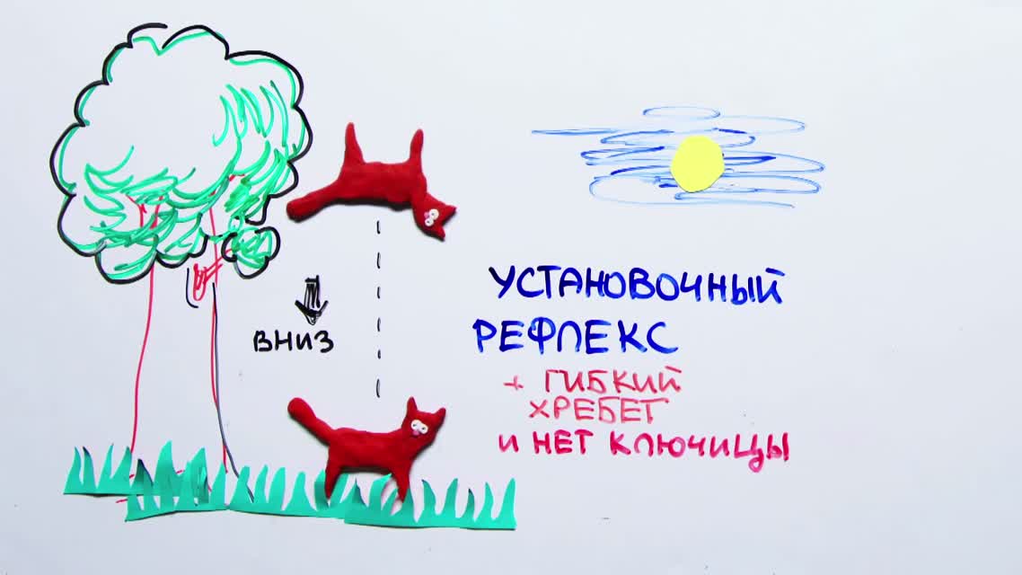 Научпок - Наука про котанов