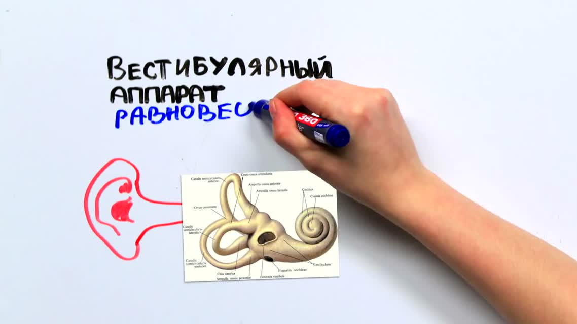 Научпок - Почему нас укачивает