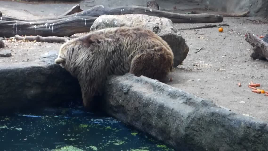 Медведь спас ворону