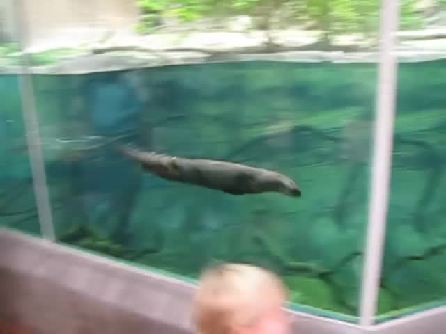 Наперегонки с выдрой