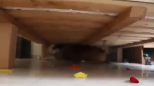 Подарок собаке на день рождения
