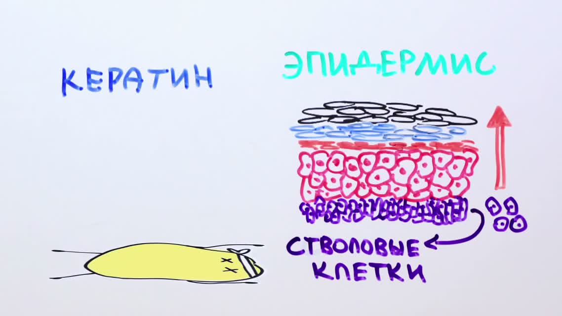 Научпок - Почему наша кожа такая хлипкая
