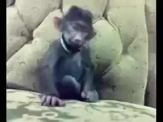 Обязьны тоже боятся щекоток))