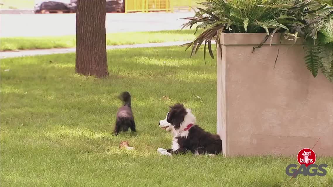 Stuffed Dog Attacks Real Dog