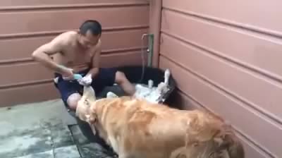 Dog SPA