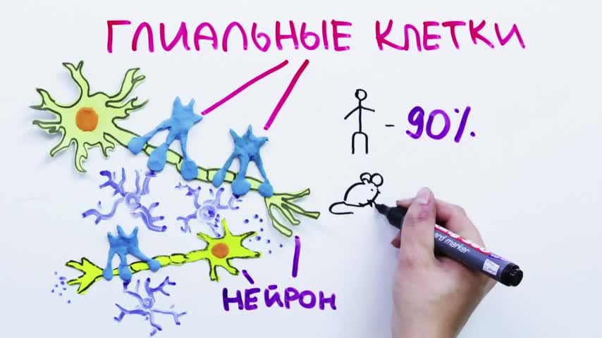 Научпок - Правда ли, что наш мозг работает на 10%