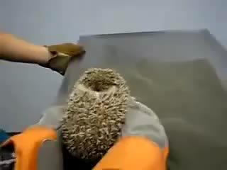 Ежик боится врачей