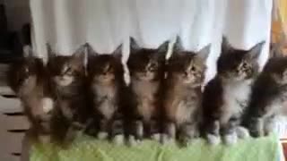 Синхронная подтанцовка котят