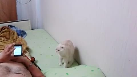 Кот патриот
