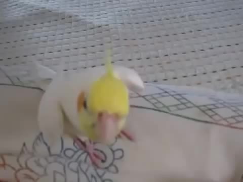 Попугай насвистывает мелодию из Тоторо