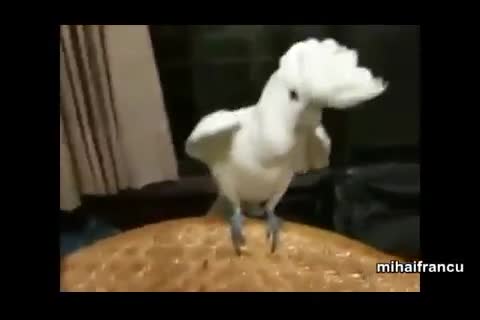 Попугаи с музыкальным слухом