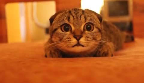 Котз на палеве