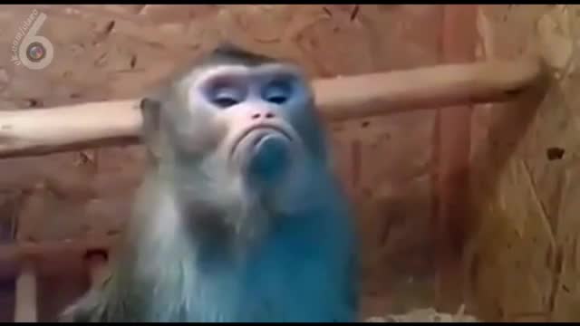 Обиженная обезьяна