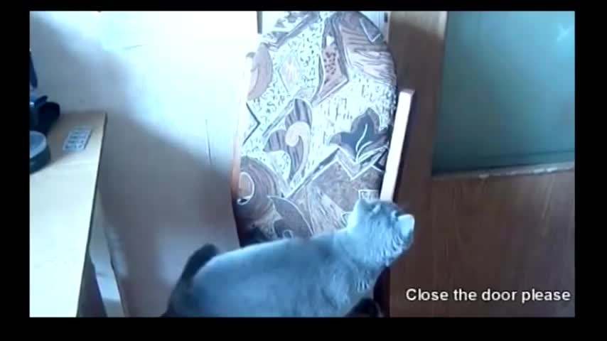 Толковая котейка