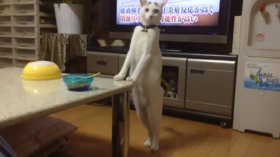Кот, который умеет ходить на двух лапах
