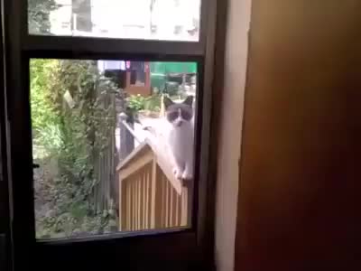 Говорящий кот