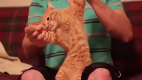 Котэ диджей