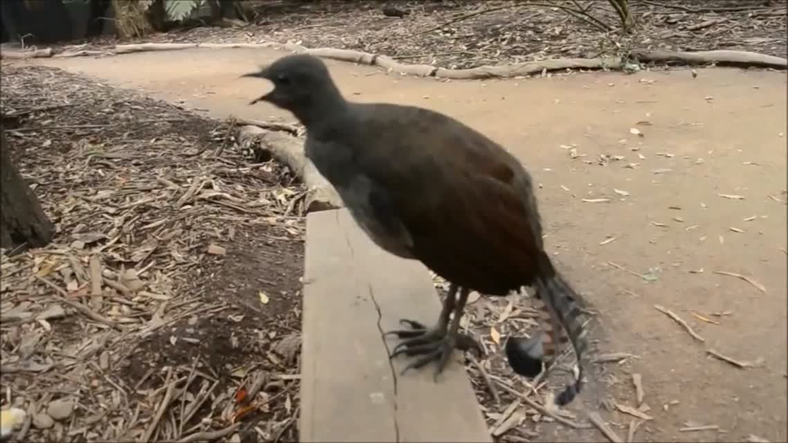 Птица издаёт звуки лазерной пушки (R2D2 bird)
