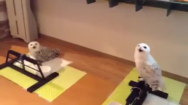 Смех совы