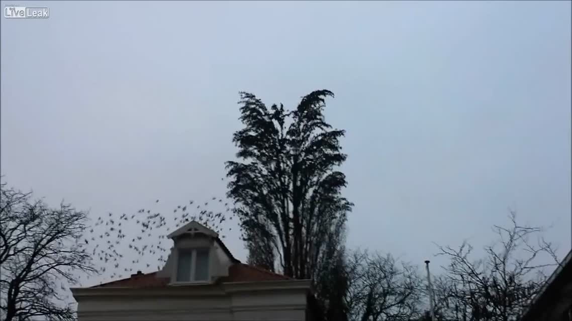 Скворцы улетели