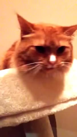 Реакция кота на звук скотча