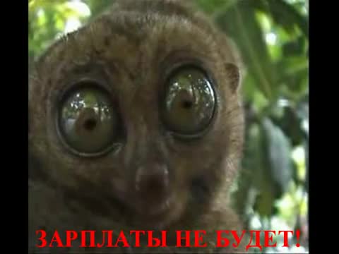 Зарплаты не будет!!!