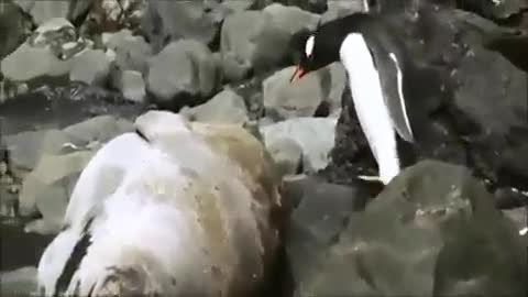 Когда лежишь такой на пляже...