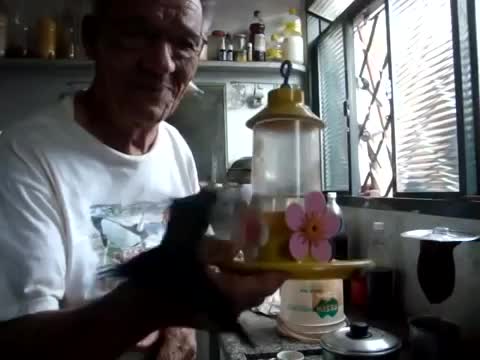 Beija-Flor Domesticado
