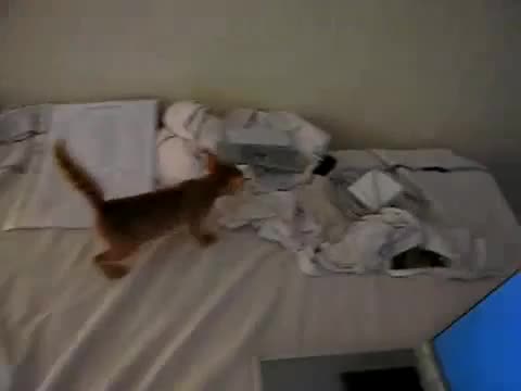 Озверевший Котяра! Голодный Кот!