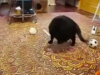 Ласка тиранит кошку)