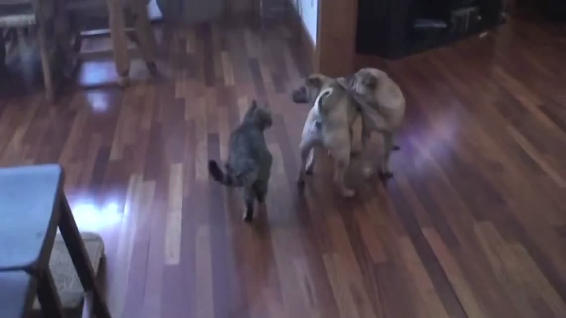 Две собаки VS Кот