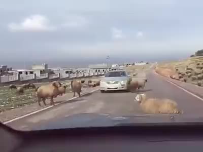 Вот бараны!