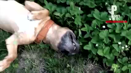 Дик завязал