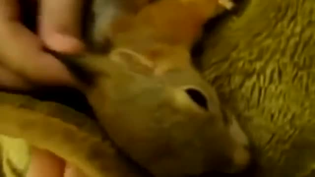 Как ругается белка