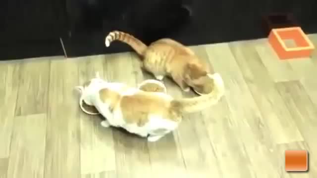 Кот-жмот
