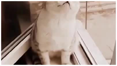Поломанные коты _ Broken Cats —