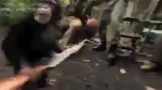 Матерая шимпанзе))