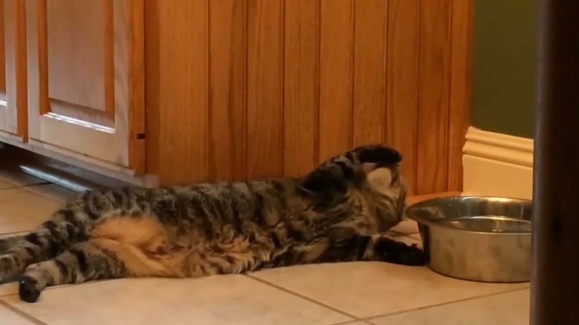 Lazy cat Ленивый кот
