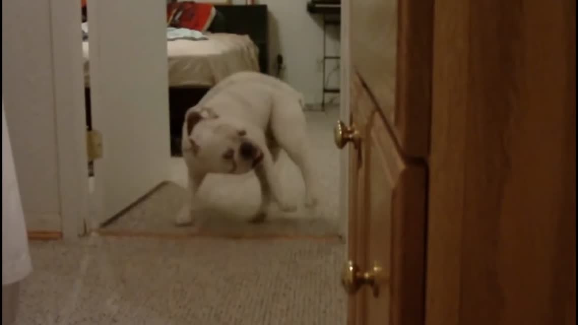 Dogs just don't want to bath - Funny dog bathing compilation