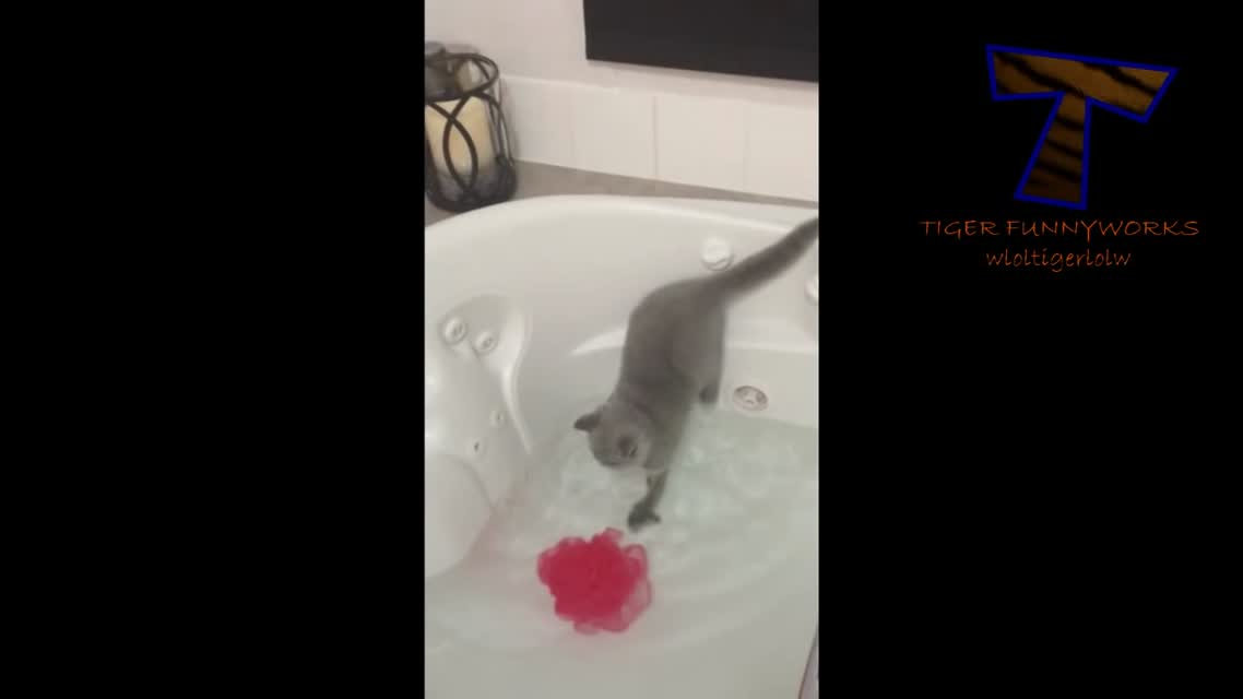 Cats just don't want to bathe - Funny cat bathing compilation