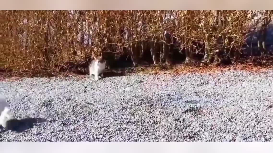 Cats vs Dogs Compilation 201