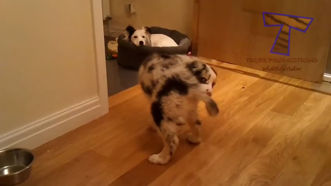 Funny dumb dogs - Cute and funny dog fail compilation
