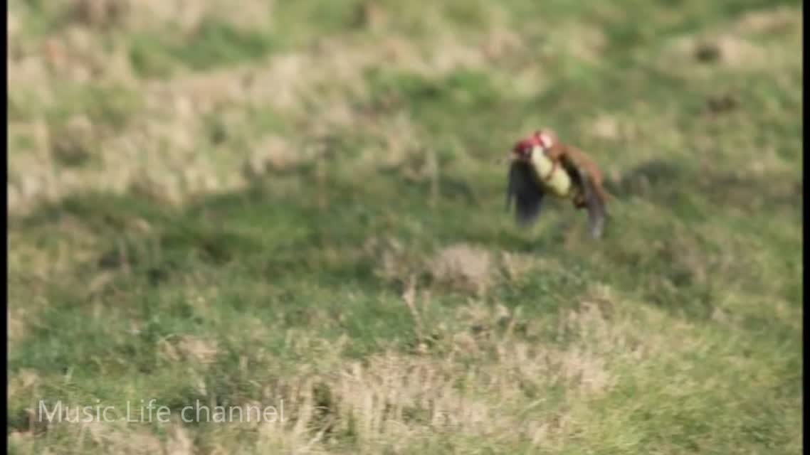 ЛАСКА ЛЕТИТ ВЕРХОМ НА ДЯТЛЕ #Woodpecker and #Weasel