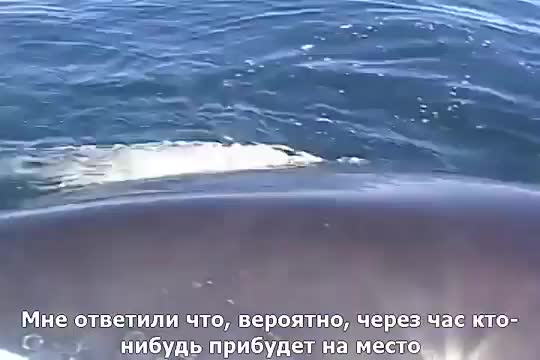 Аквалангист-любитель вместе с семьей мирно плавал под парусами, как вдруг.....