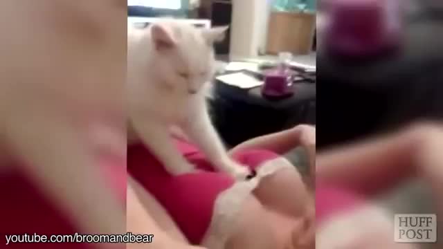 Котики Лапают Женскую Грудь!!! Юмор