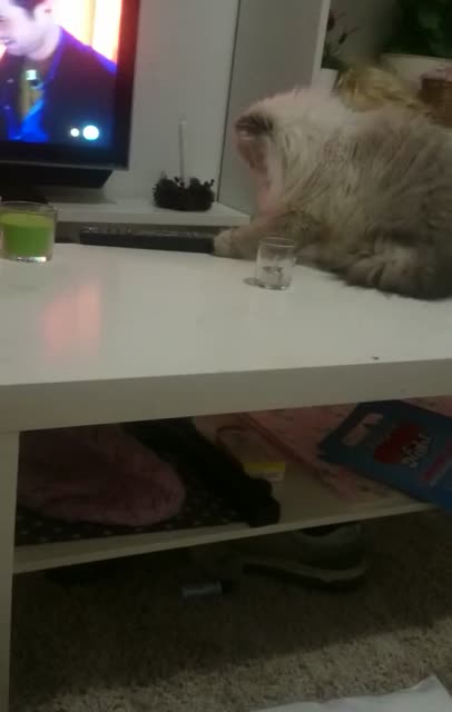 Gato malo